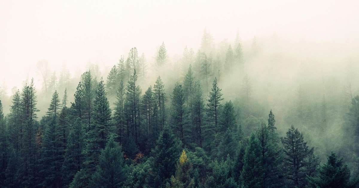 Forêt ancienne de France